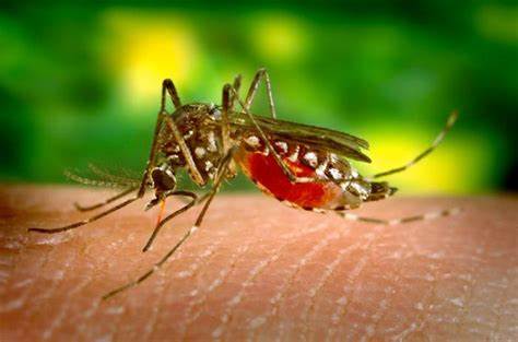El condado Hidalgo reporta 4 casos de el virus del Nilo Occidental y 3 personas dieron positivo por la fiebre del Dengue