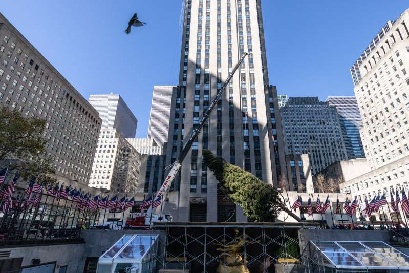Llega a Nueva York el árbol de Navidad del Rockefeller Center