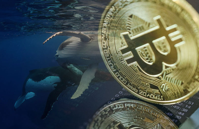 Las ballenas de #Bitcoin están comprando de forma más agresiva desde Navidad