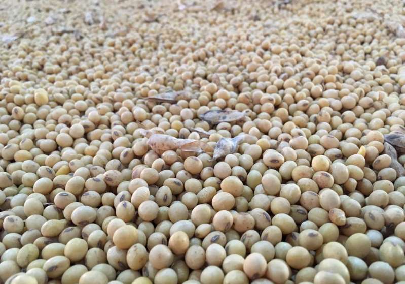 China construye mayor banco de semillas del mundo para impulsar seguridad alimentaria