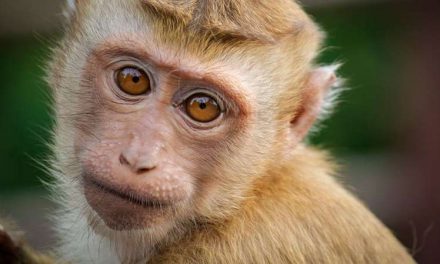 Target deja de vender leche de coco Chaokoh por explotación de monos
