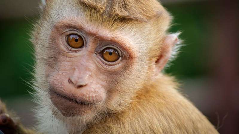 Target deja de vender leche de coco Chaokoh por explotación de monos
