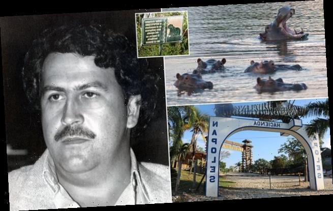 Recomiendan sacrificar a los hipopótamos que Pablo Escobar trajo a Colombia