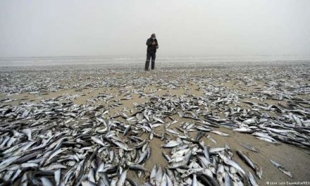 Miles de peces aparecieron muertos en una playa del sur de Chile