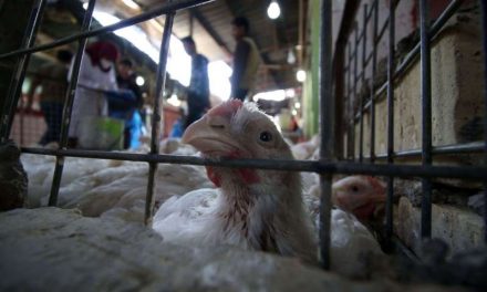 Rusia reporta primer caso de gripe aviar transmitido de gallinas a humanos