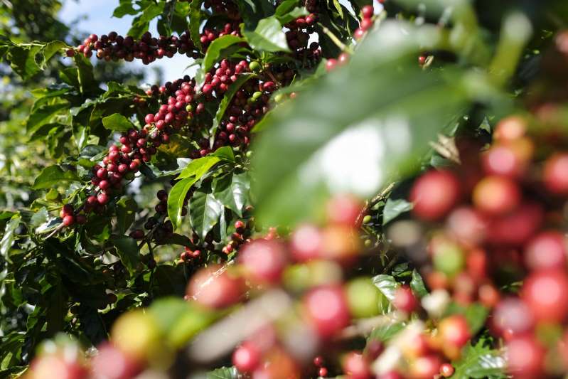 Colombia incrementa en 3 % la producción y exportación de café en enero