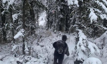 ¿Es un hombre o un perro lo que camina entre la nieve?