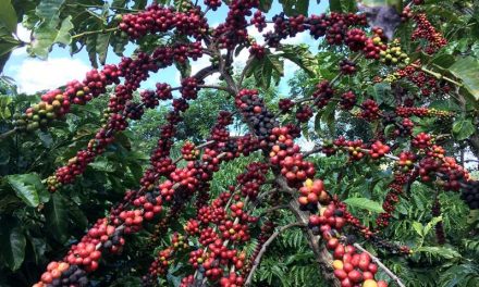 Nueva cosecha de café de Brasil se está vendiendo más rápido que el año pasado