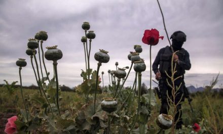 México clasifica en el tercer lugar mundial entre los productores de opio, según la ONU