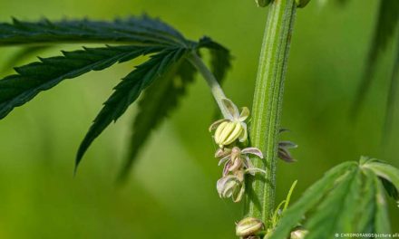 Colombia autoriza exportar flor de cannabis con fines medicinales