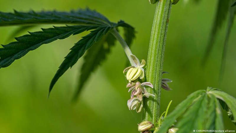 Colombia autoriza exportar flor de cannabis con fines medicinales