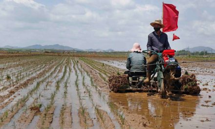 Seúl: Corea del Norte libera reservas de arroz por escasez