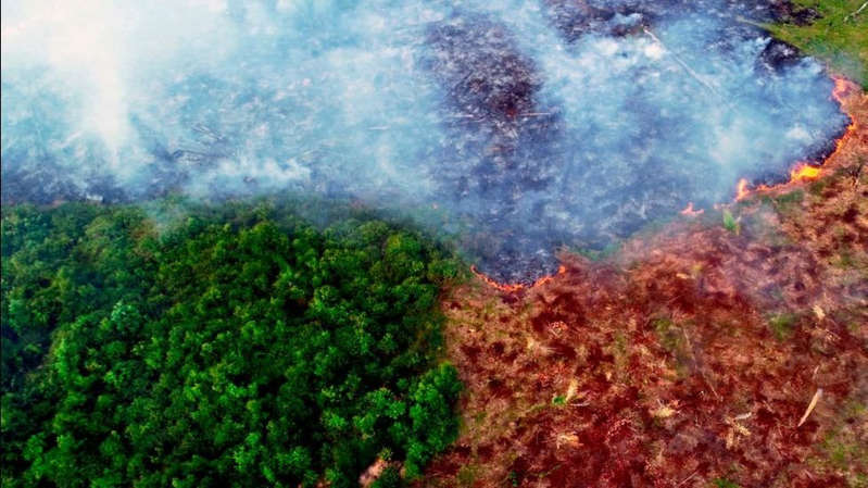 El “impacto inmenso” de las regiones del Amazonas que ahora emiten más carbono del que absorben