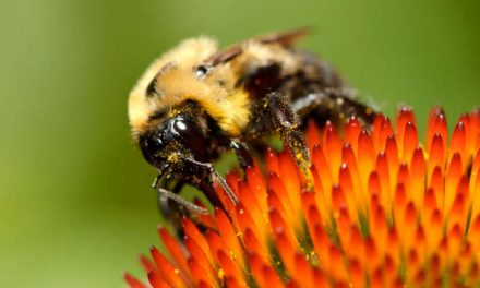 Poblaciones de abejorros estadounidenses se desploman en un 90 por ciento