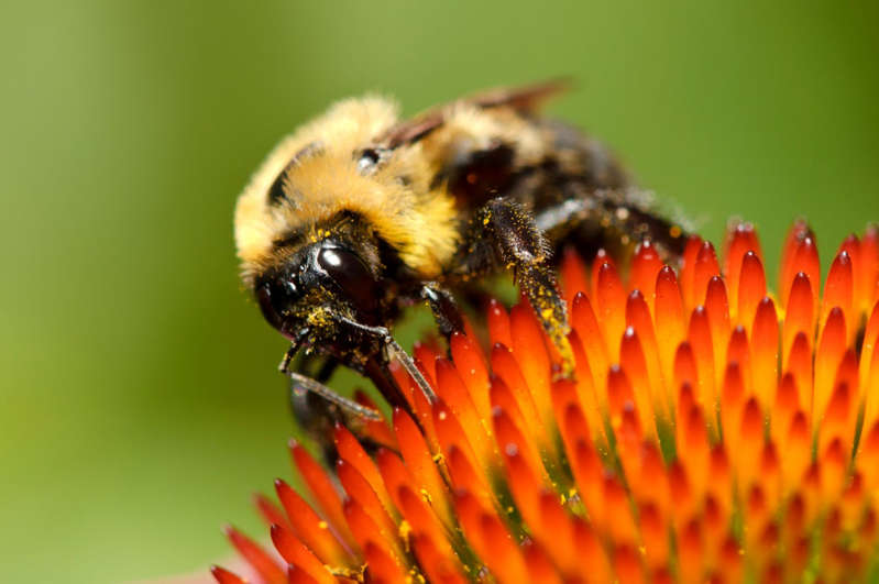 Poblaciones de abejorros estadounidenses se desploman en un 90 por ciento