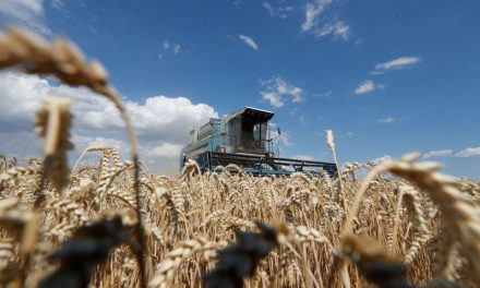 Exportaciones trigo blando de la UE suben a 13,36 millones de toneladas al 19 de diciembre