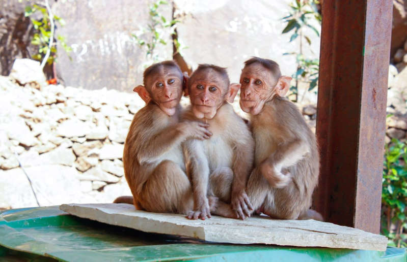 Monos roban a bebé de 2 meses en la India y terminan ahogándolo