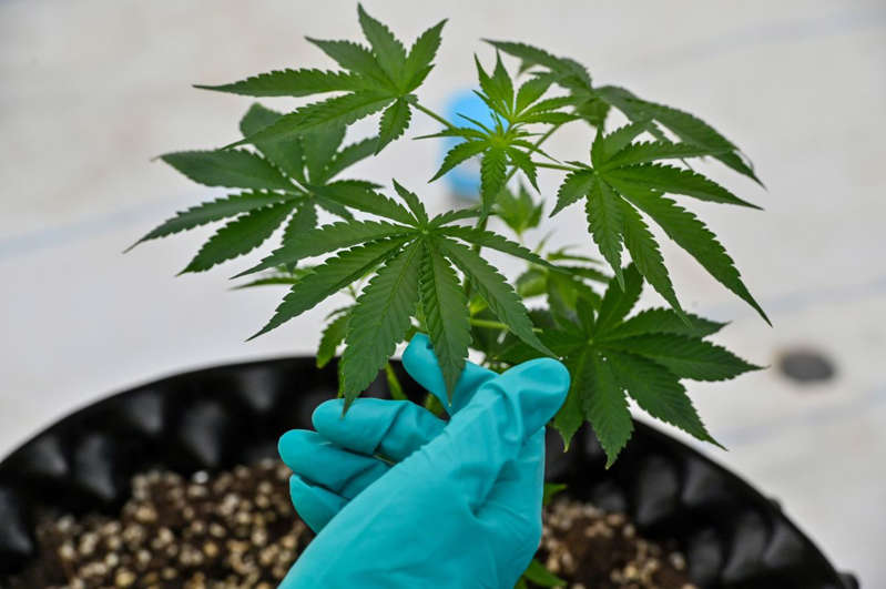 Planta de cannabis podría aportar elementos para evitar contagios COVID, según estudio