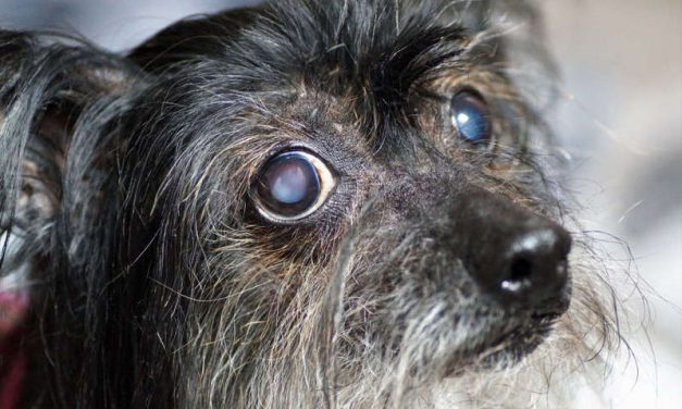 Lo que sienten los perros antes de morir, según los veterinarios
