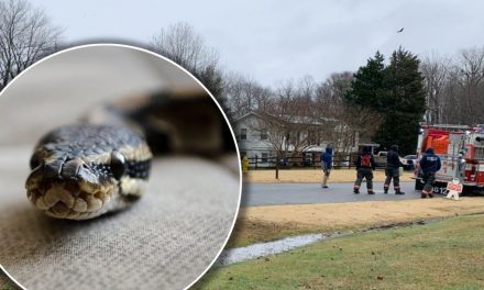 Hombre aparece muerto en su casa con más de 100 serpientes