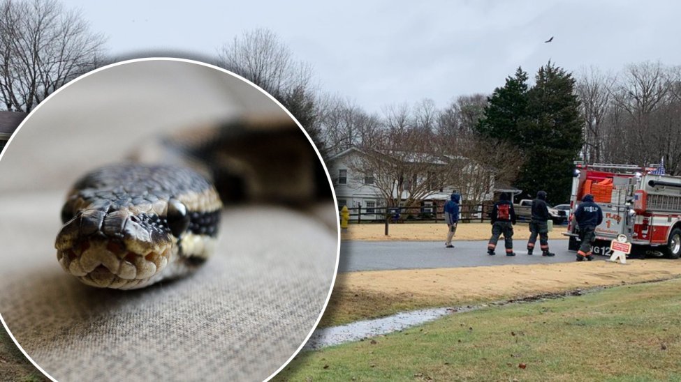 Hombre aparece muerto en su casa con más de 100 serpientes