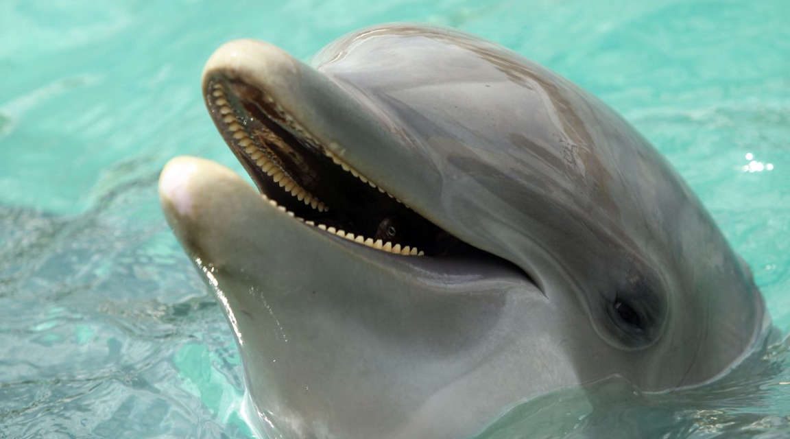 Buscan a persona en Florida que apuñaló mortalmente a delfín hembra en posición de súplica