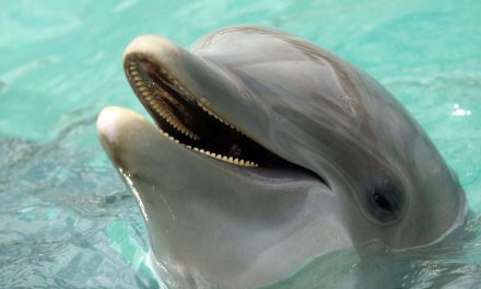 Buscan a persona en Florida que apuñaló mortalmente a delfín hembra en posición de súplica