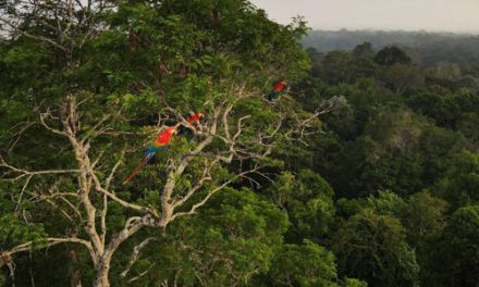 Los países con más selva tropical del mundo forman una triple alianza para salvarla