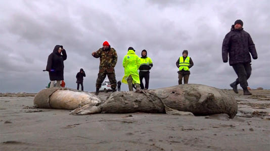 Aparecen 1.700 focas muertas en costas rusas