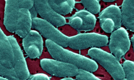 ¿Qué se sabe sobre Vibrio vulnificus, la bacteria ‘come carne’ que ha causado varios muertos en Estados Unidos?