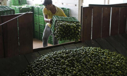Amenazas y extorsiones regresan contra productores de limón en México