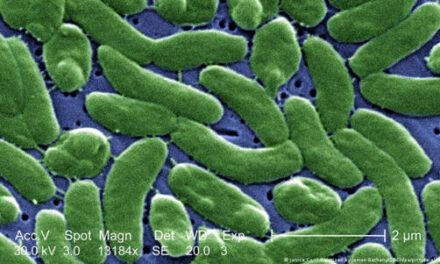 Alerta sanitaria en EE. UU. por aumento de infecciones con “bacteria carnívora”