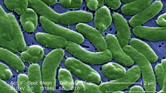 Alerta sanitaria en EE. UU. por aumento de infecciones con “bacteria carnívora”