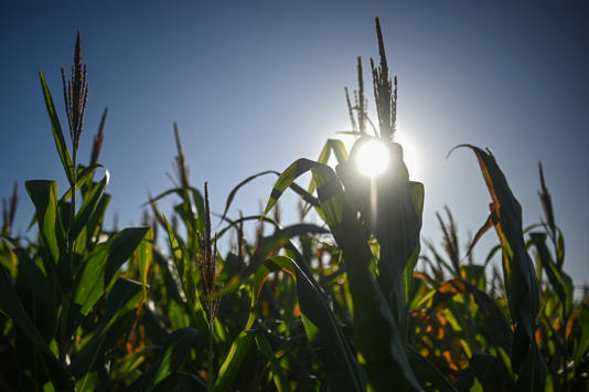 Brasil puede desbancar definitivamente a EE.UU. como mayor exportador mundial de maíz