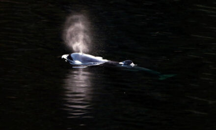 Una cría de orca sale nadando de una laguna canadiense donde estuvo atrapada más de un mes