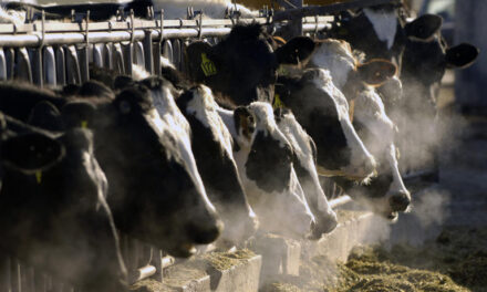 Gripe aviar se propaga a más animales de granja en EEUU. ¿Es seguro consumir leche y huevo?